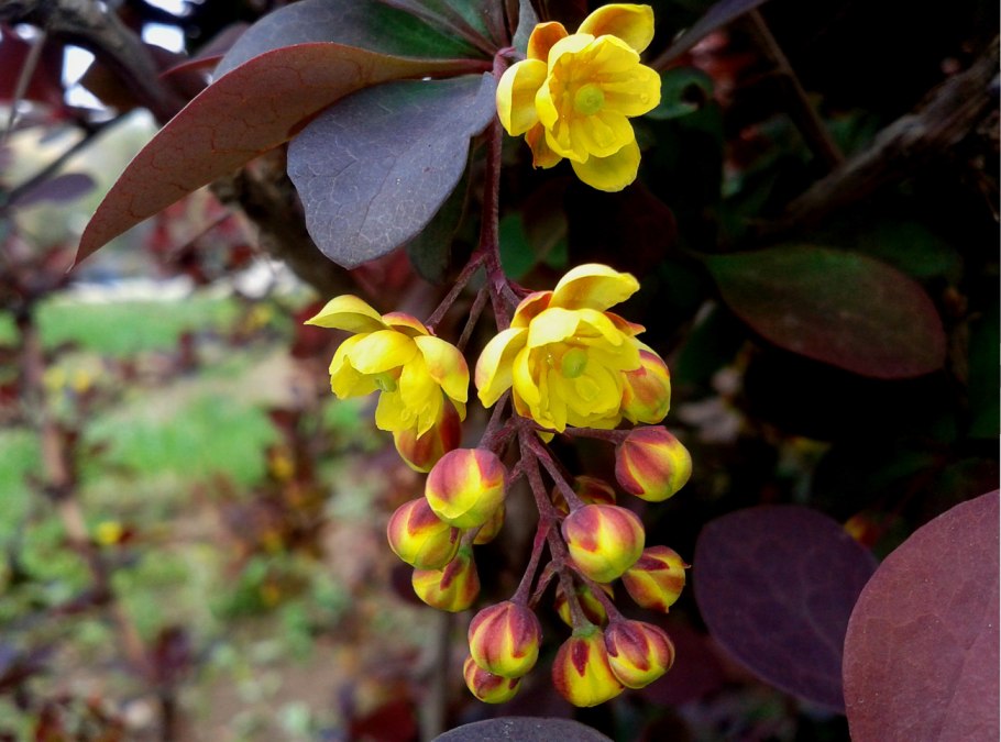 Барбарис зеленый кустарник