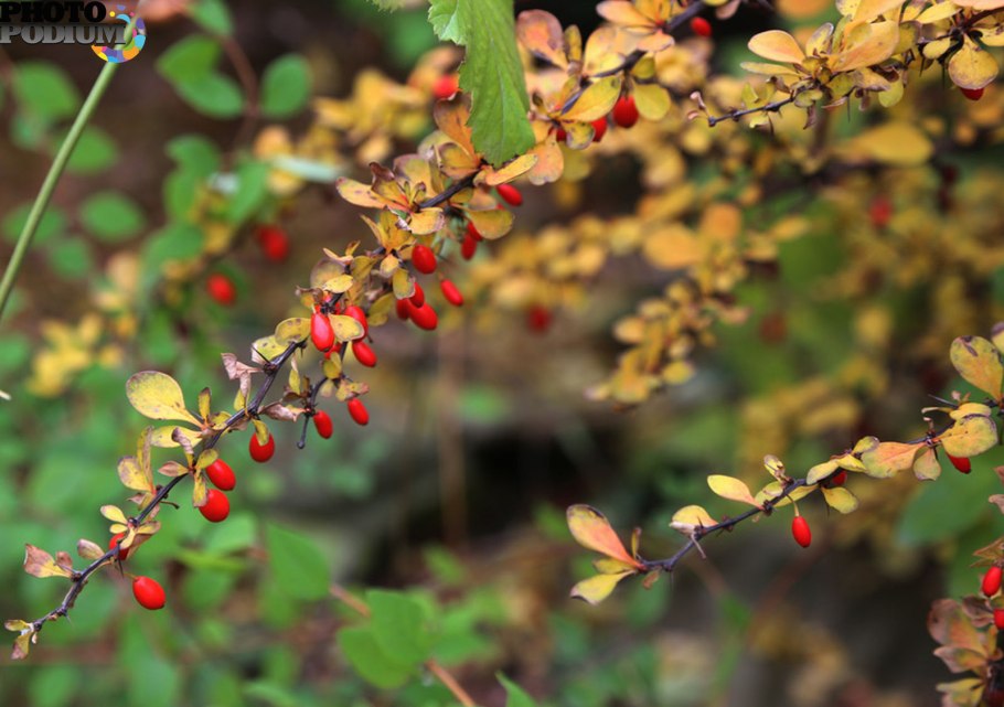 Berberis sieboldii