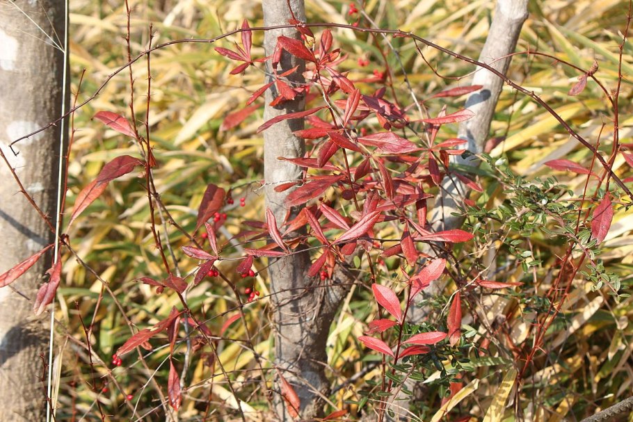 Ветки барбариса цветущие