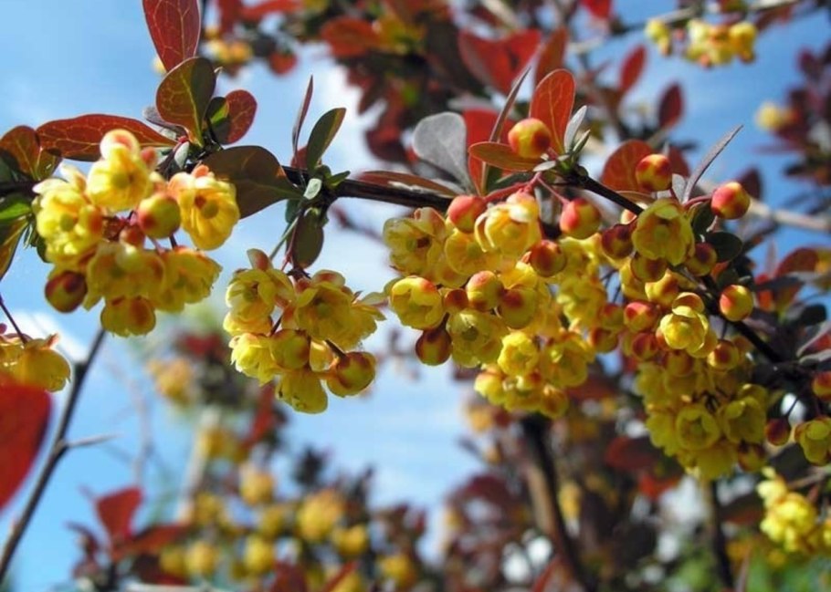 Барбарис обыкновенный пурпурнолистный