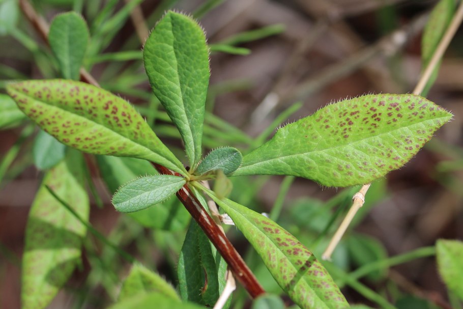 Бересклет крылатый Европейский