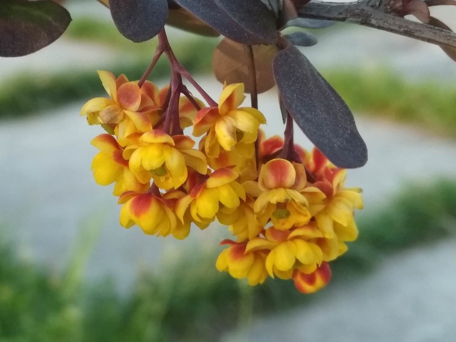 Berberis sieboldii