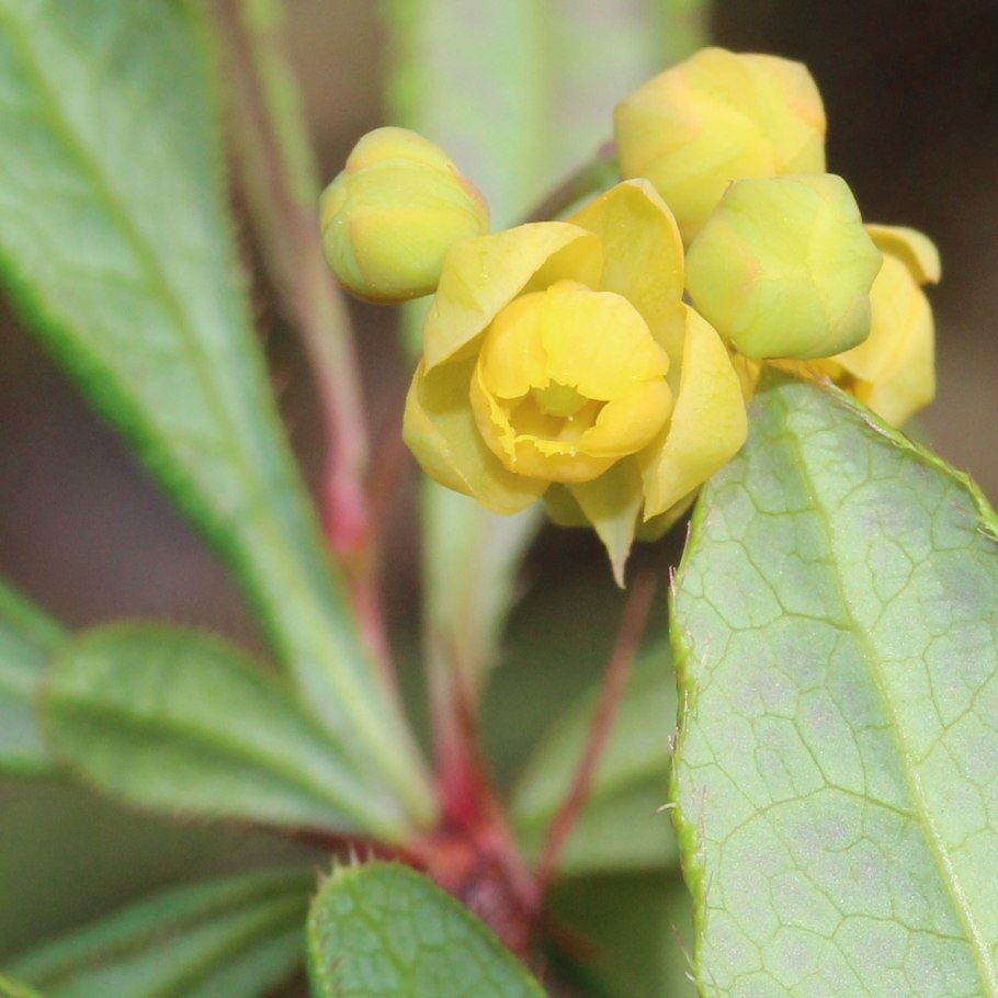 Эректа Зибольда