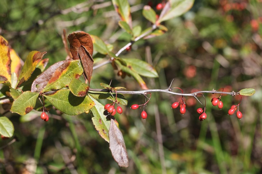 Berberis sieboldii