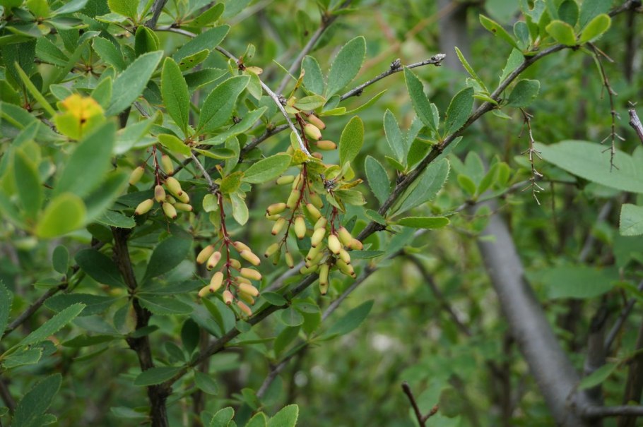Berberis sieboldii