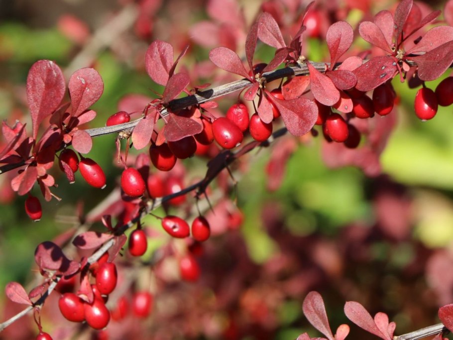 Барбарис обыкновенный Berberis vulgaris