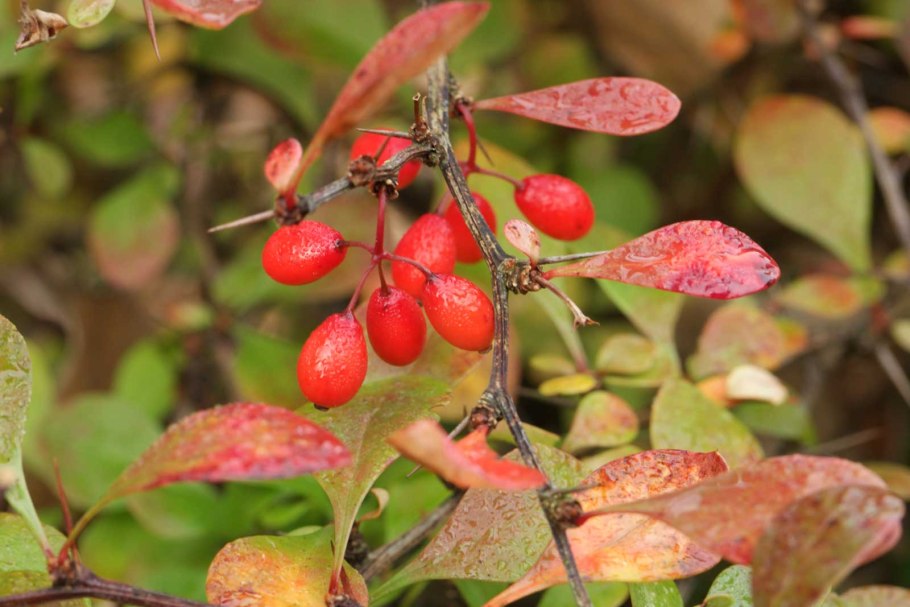 Барбарис краснолистный