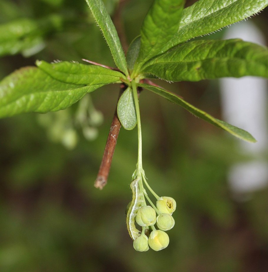 Барбарис Тунберга Адмейриш (с2)
