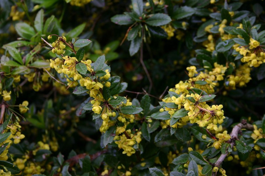 Кизильник черноплодный арония