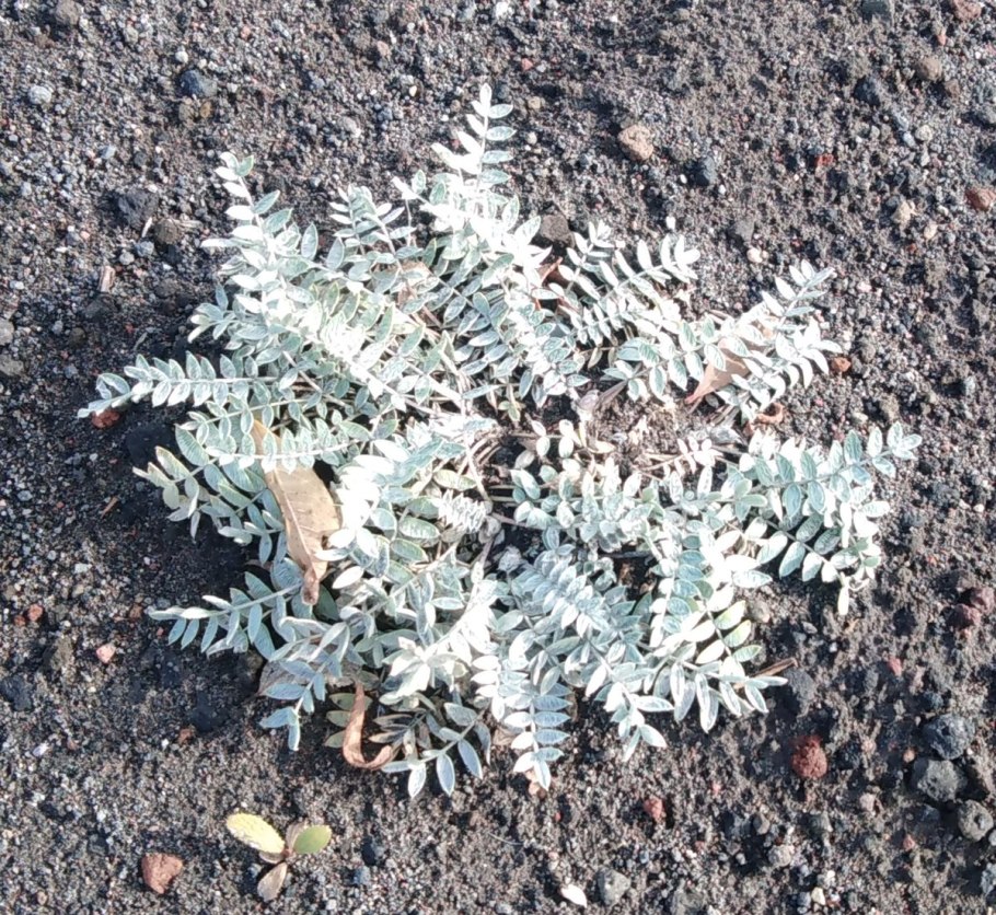 Остролодочник шерстистый