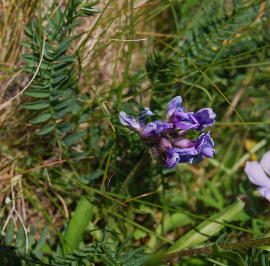 Остролодочник мелколистный
