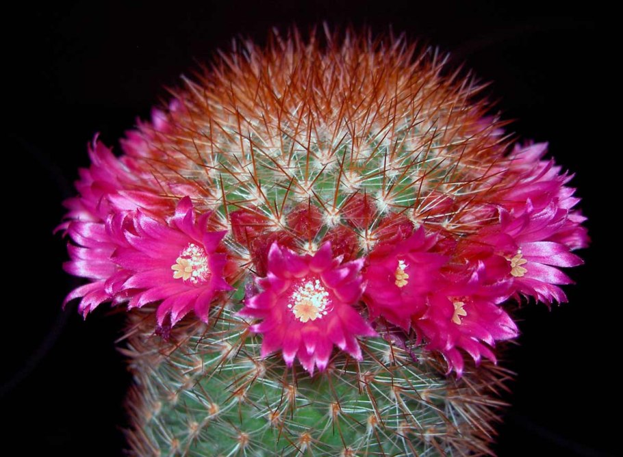 Кактус Маммиллярия спинозиссима