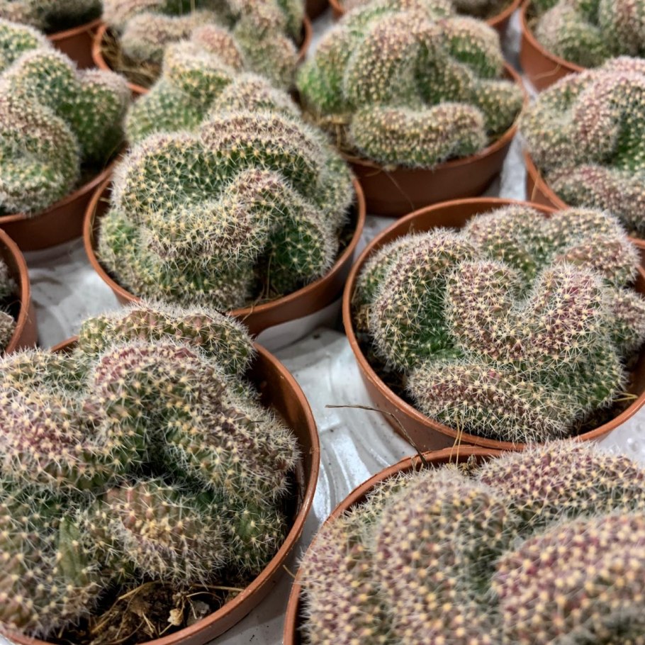 Маммиллярия spinosissima