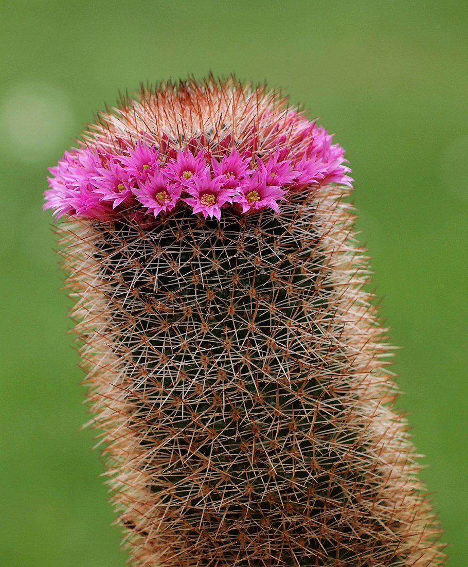 Кактус микс Маммиллярия