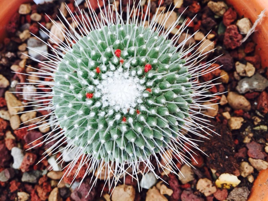 Мамиллярии спинозистма