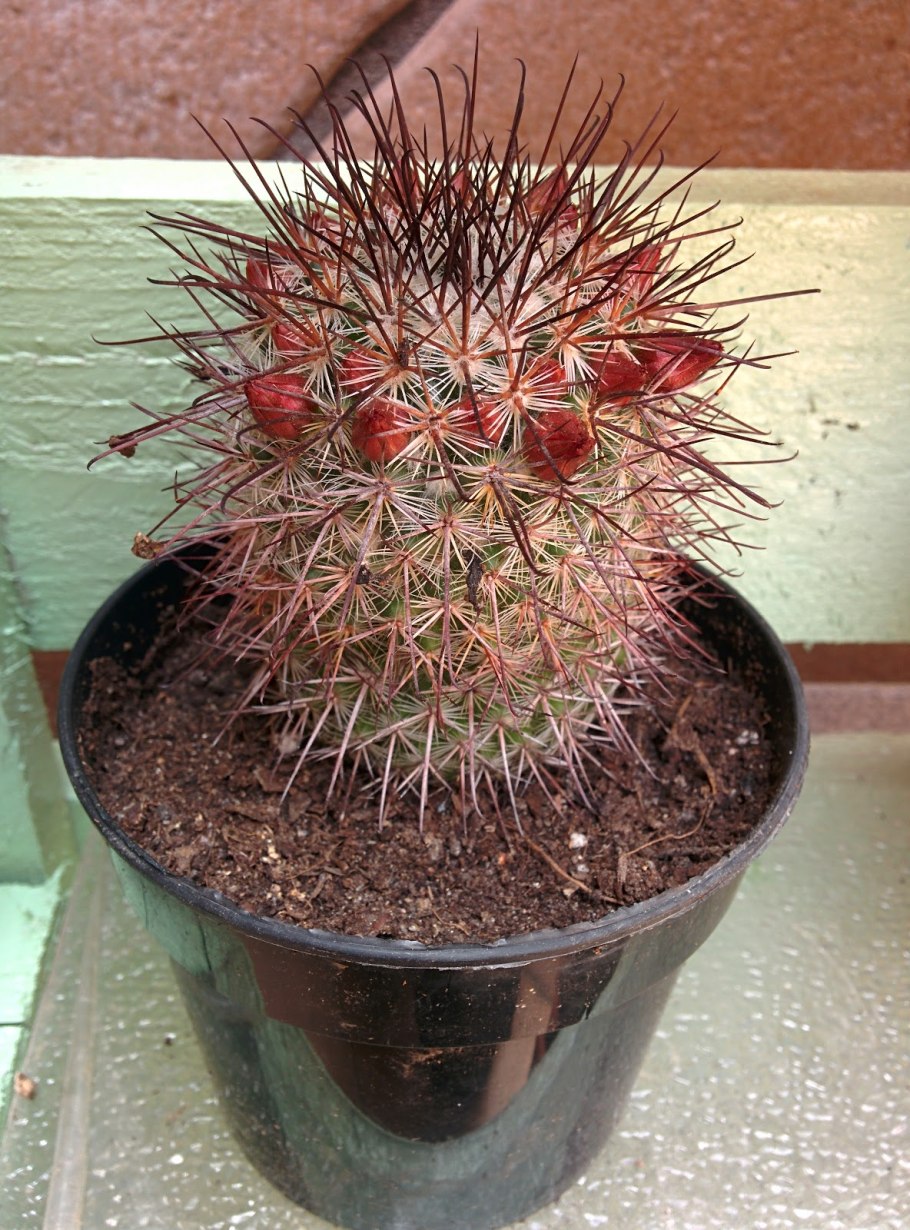 Маммиллярия Баума