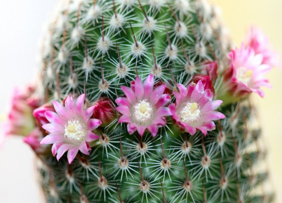 Маммиллярия хернандези Mammillaria hernandezii