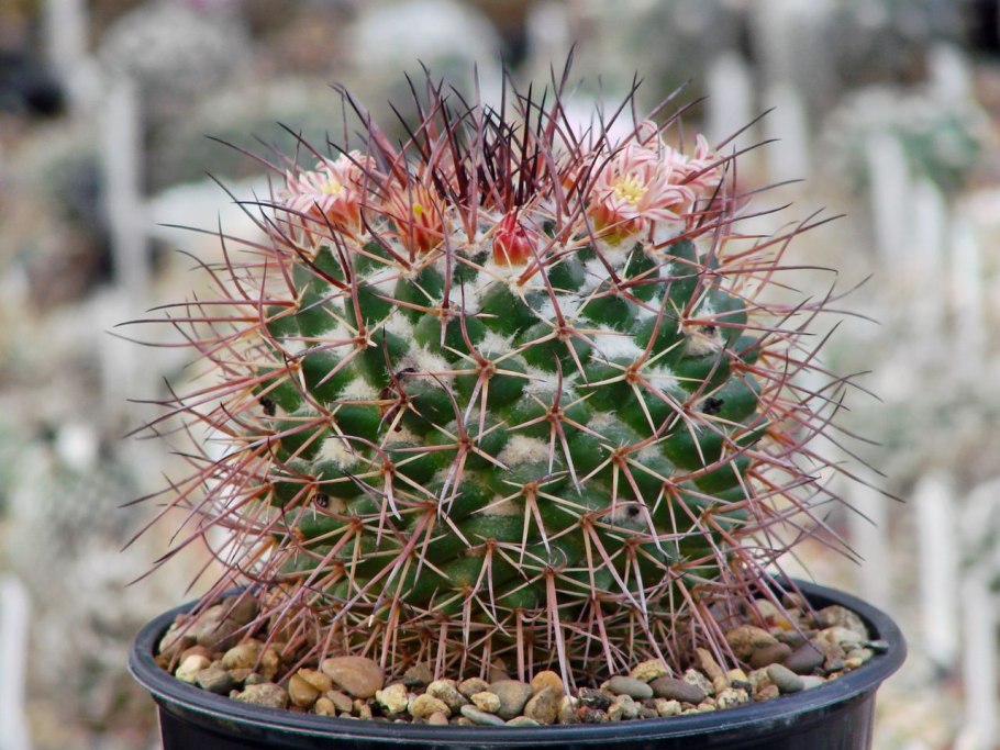 Маммиллярия колючейшая Кристата