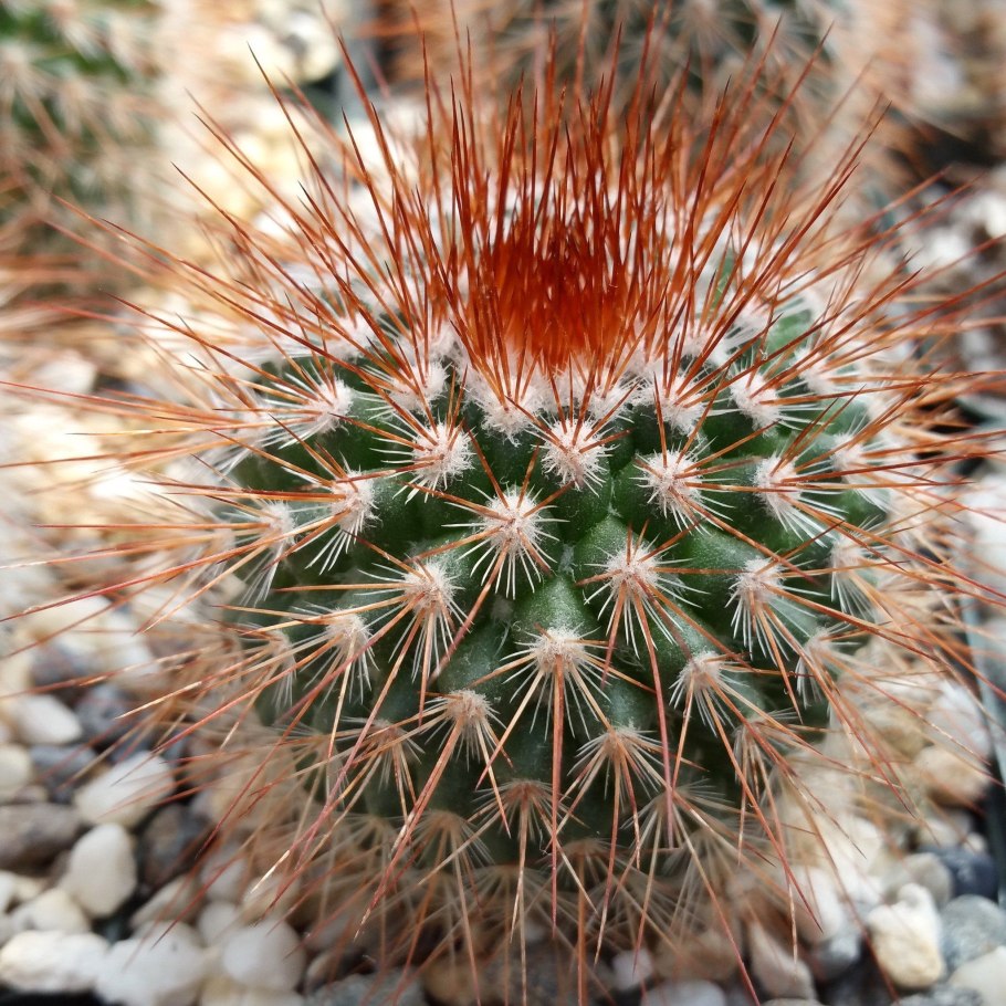 Функции колючек кактуса