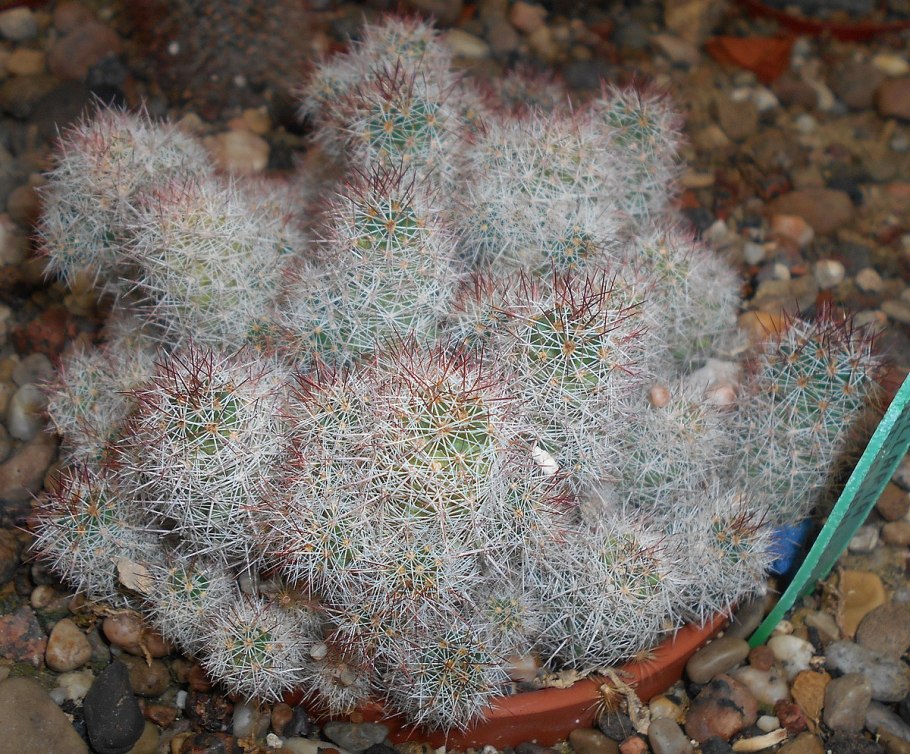 Маммиллярия Pico