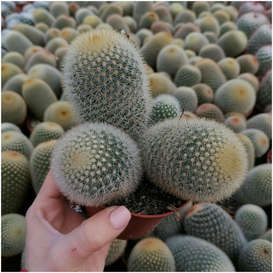 Маммиллярия haageana