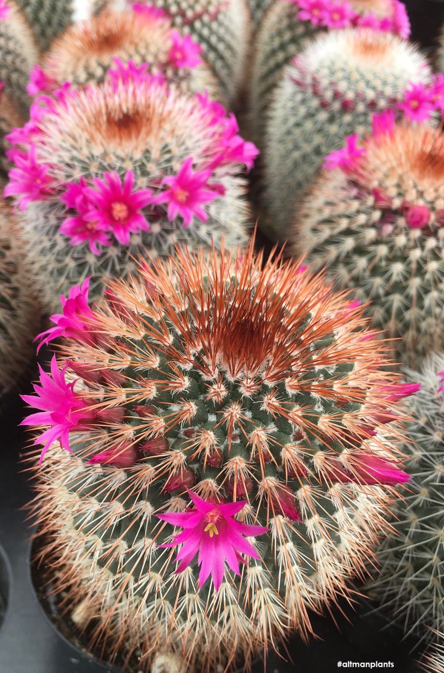 Mammillaria spinosissima