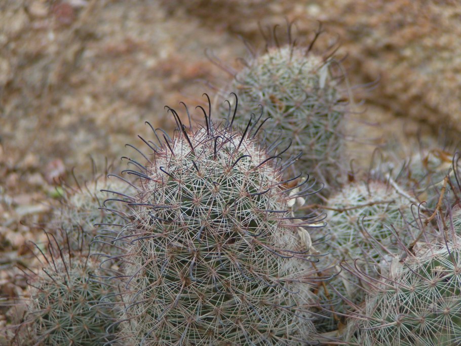 Mammillaria dioica
