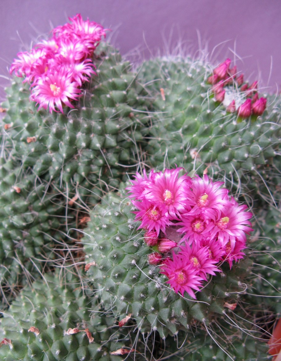 Маммиллярия Плюмоза