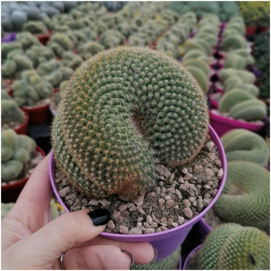 Кактус Mammillaria spinosissima