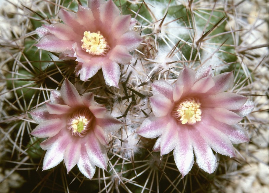 Mammillaria spinosissima