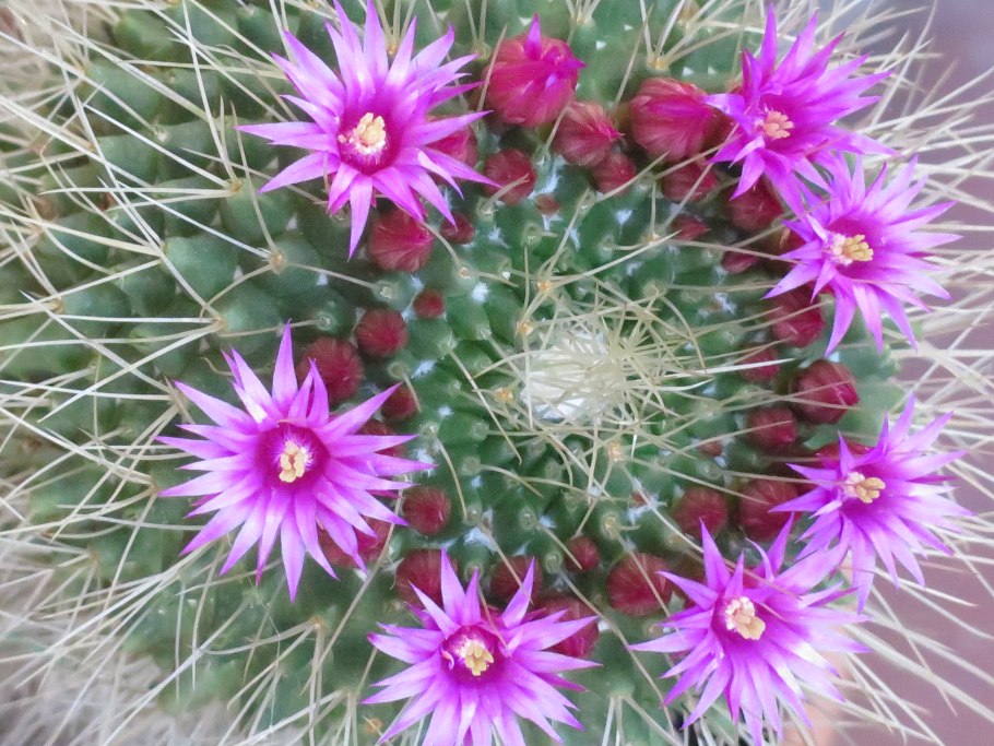 Кактус mammillaria spinosissima