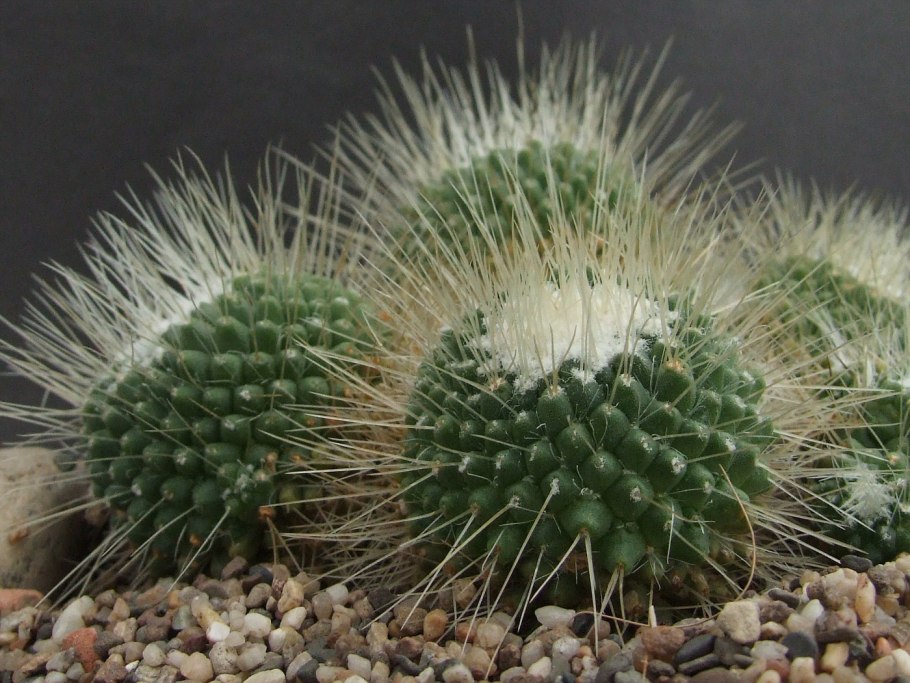 Маммиллярия столбовидная