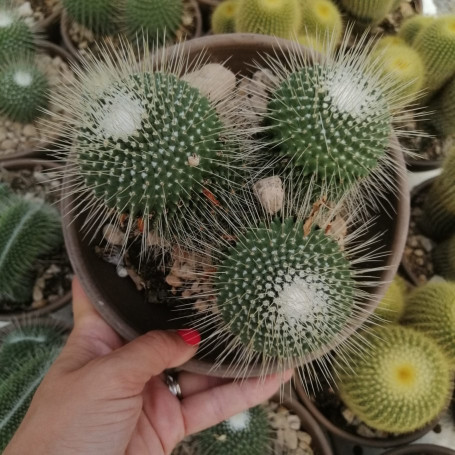 Маммиллярия колючейшая (Mammillaria spinosissima)