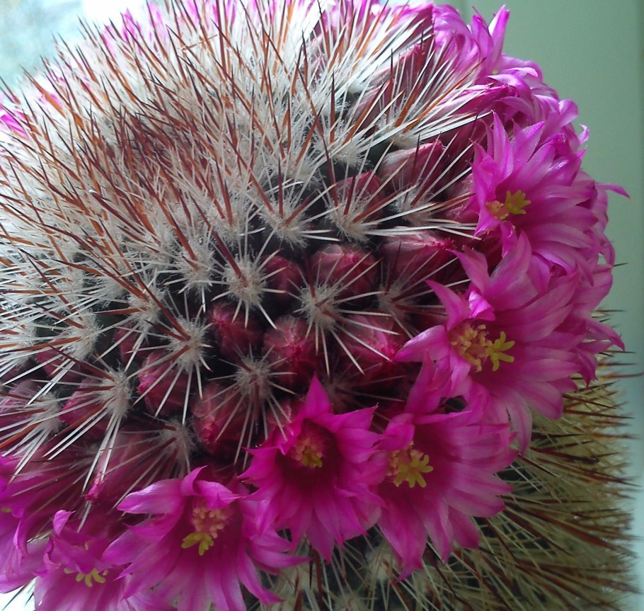 Mammillaria spinosissima 'super Red'
