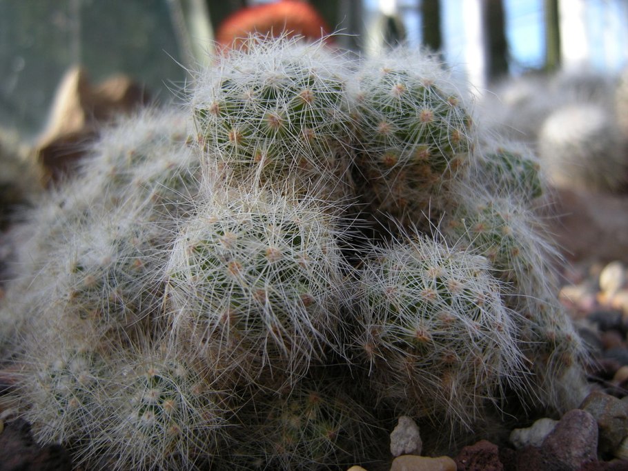 Mammillaria Flower