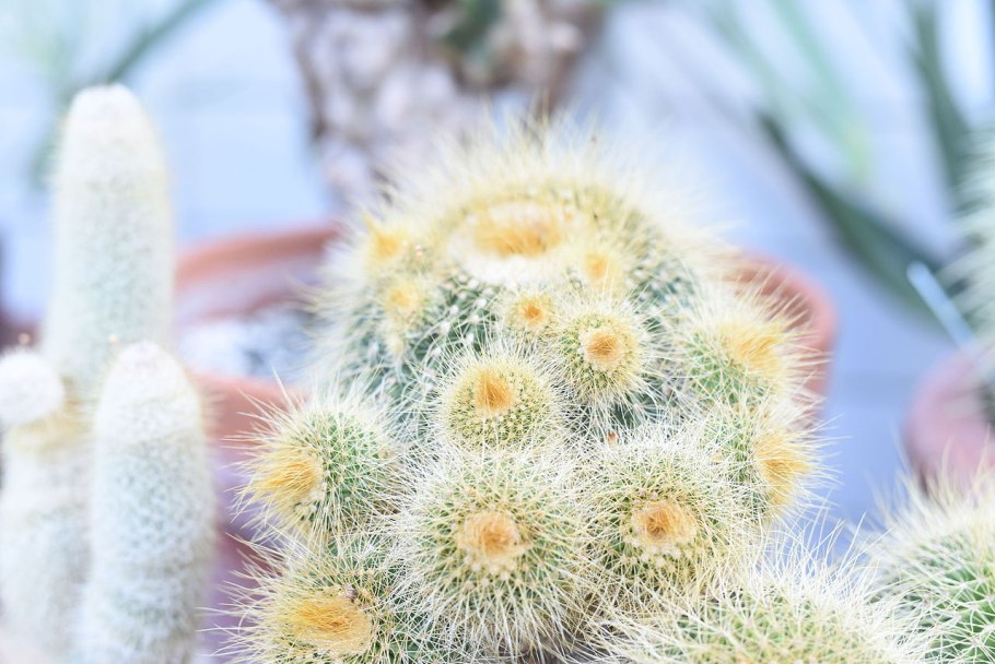 Маммиллярия спинозиссима ун Пико