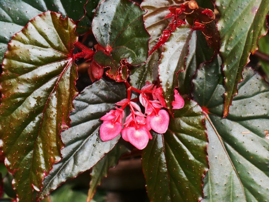 Бегония кленоволистная