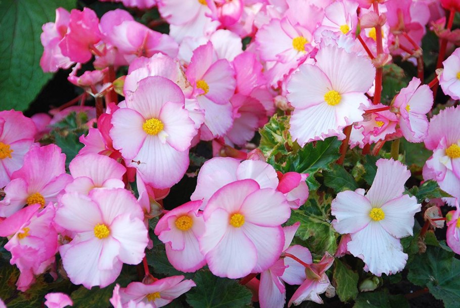 Бегония крупнолистная зеленая