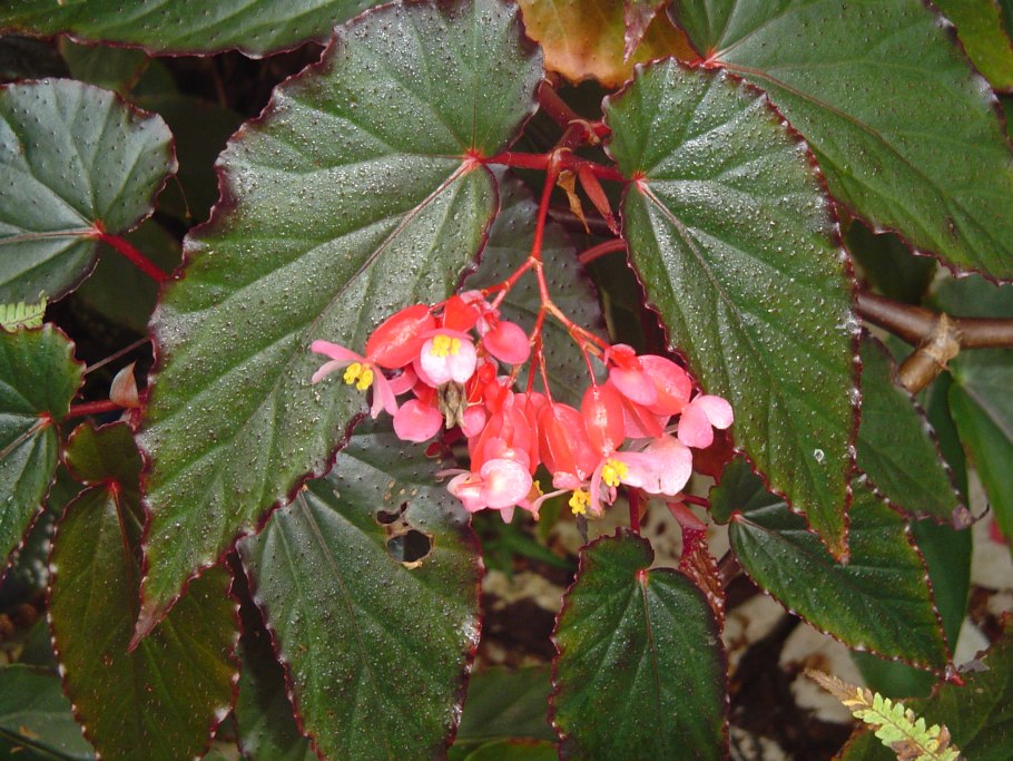 Бегония Элатиор Аннабель