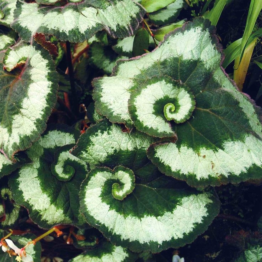 Цветок бегония