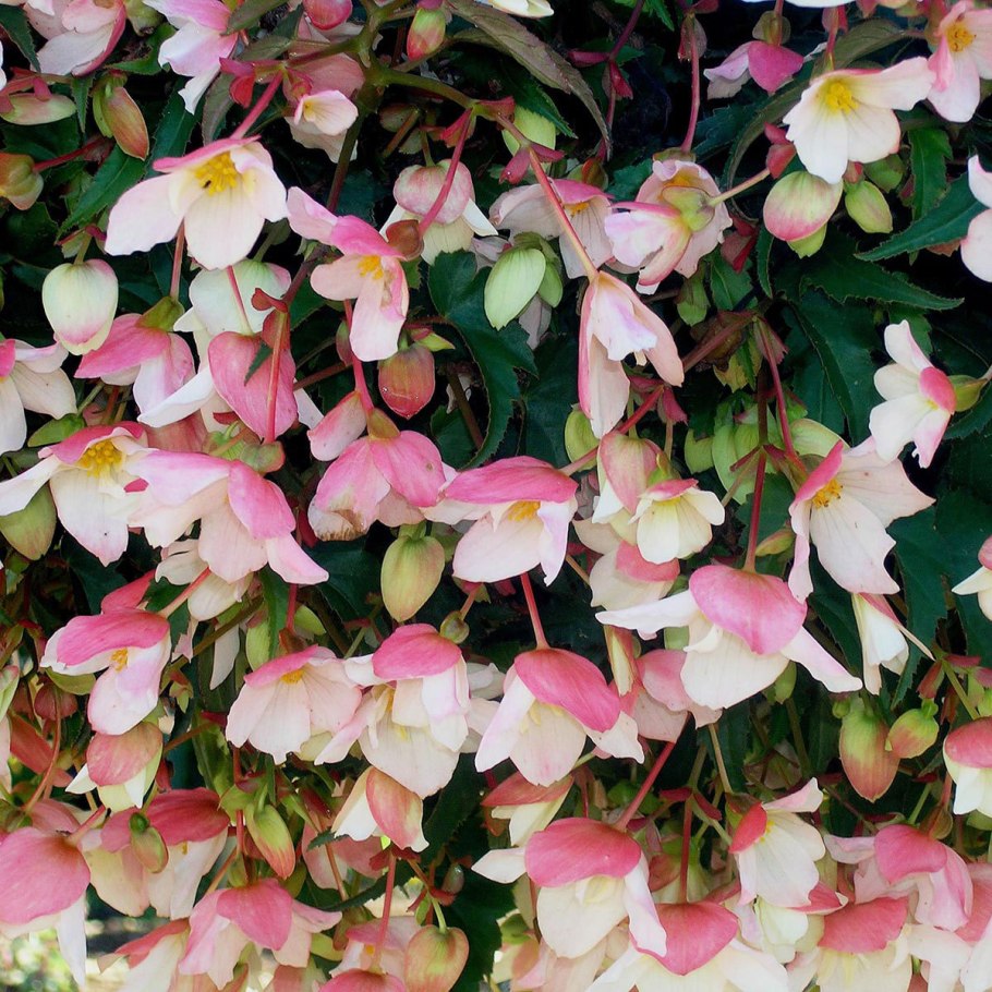 Бегония Камелия желтая