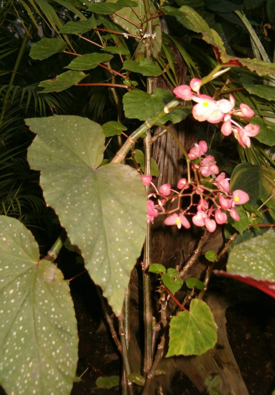 Бегония f1 вечноцветущая лучик