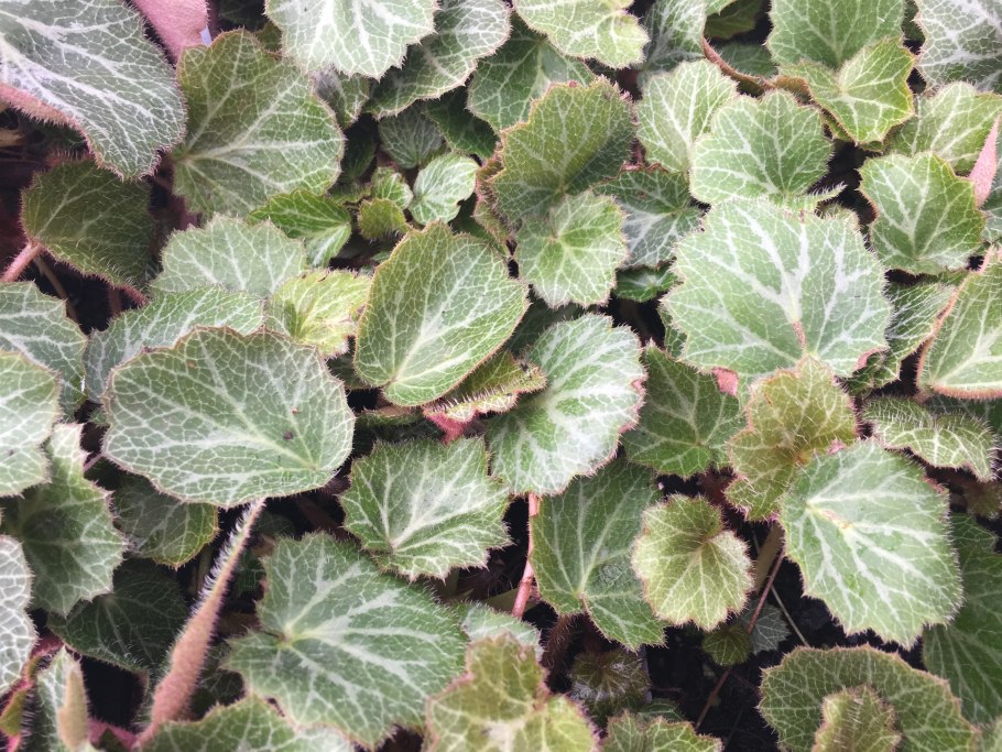 Бегония Golden Picotee