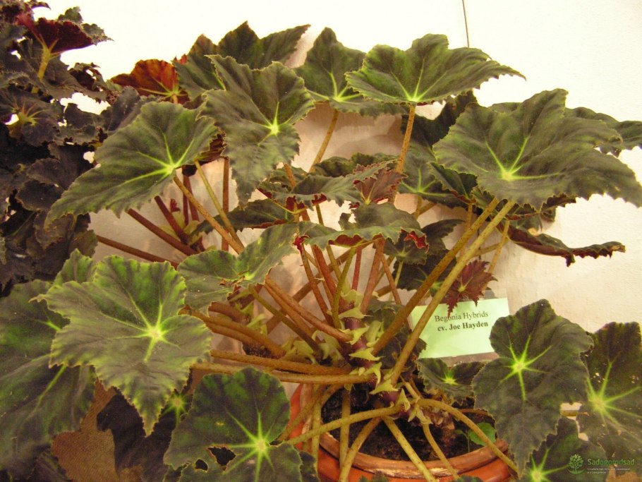 Цветок бегония