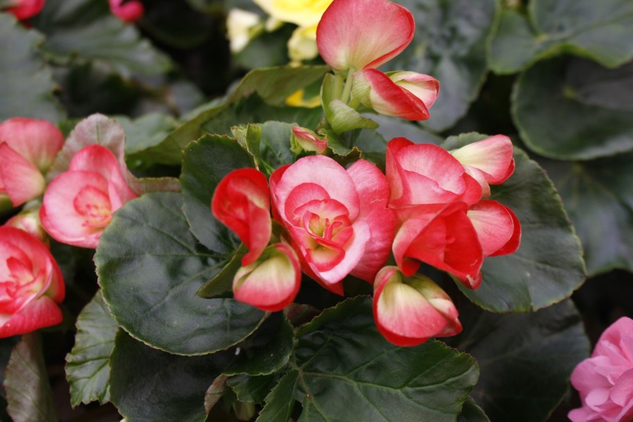 Бегония саксифрага Столонифера