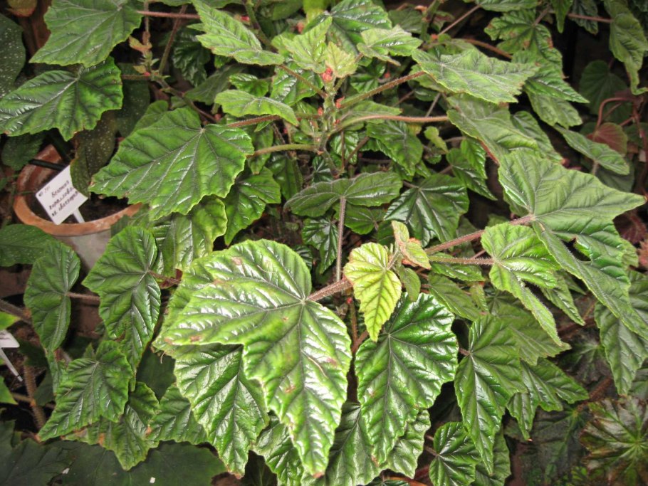 Бегония Империал роз