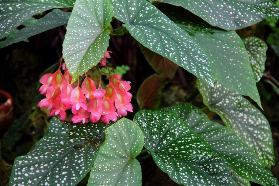 Begonia Grandis