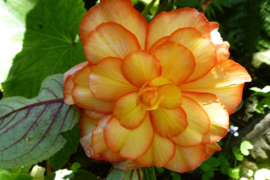 Красивоцветущие комнатные бегонии