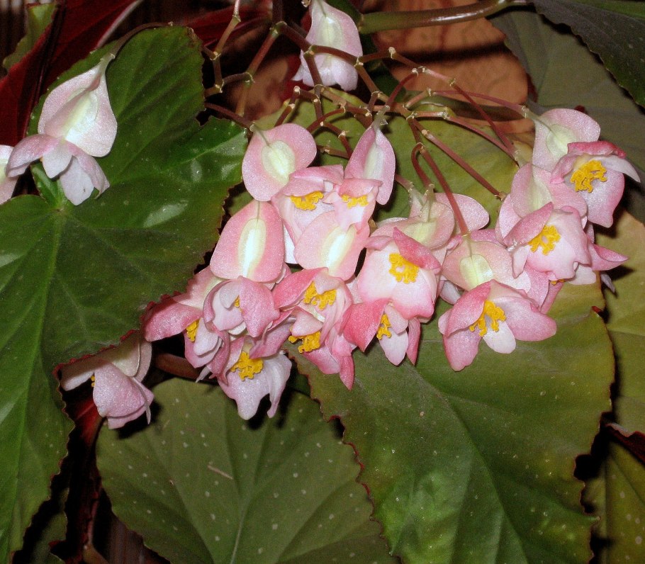 Бегония Лиственная комнатная