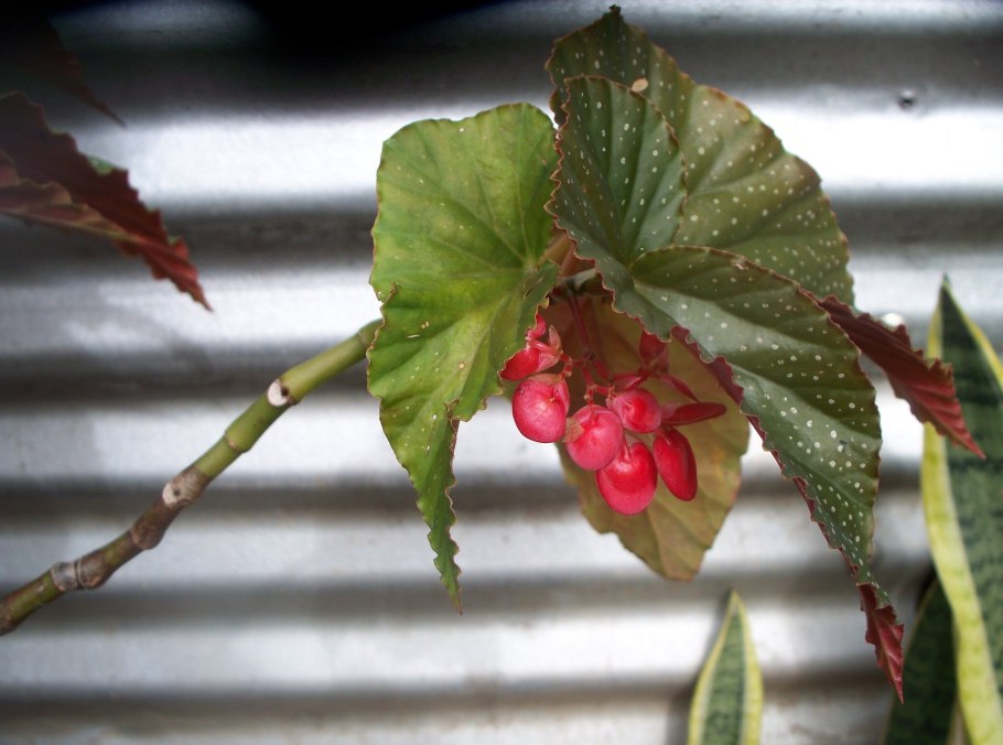 Цветок бегония Элатиор